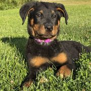 Amelia  (Purple Collar) - Girl - Black and tan female Beauceron puppy in Bakersfield, California from Von Zirbes Hundehutte