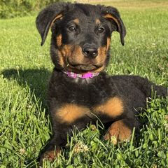Amelia  (Purple Collar) - Girl - Black and tan female Beauceron puppy in Bakersfield, California from Von Zirbes Hundehutte
