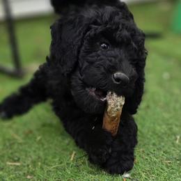 Peacon - Black female Bernedoodle puppy in Mc Gaheysville, Virginia from Doting Doodles