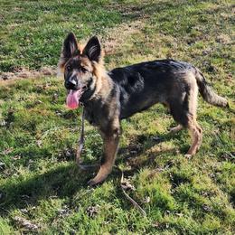 German Shepherd Puppies from Fancy GSDs