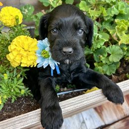 Frosty - Black male Australian Labradoodle puppy in Citrus Heights, California from Elite Blend Labradoodles