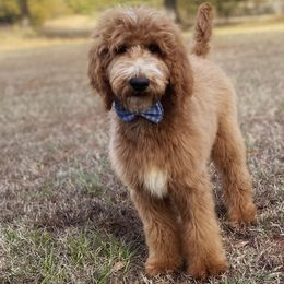 Koa - Goldendoodle puppy in Chesnee, South Carolina from Pampered Paws Unlimited
