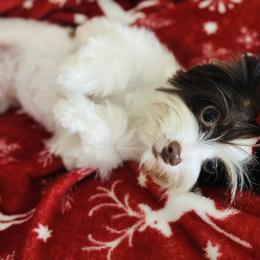 Maddie - Biewer Terrier