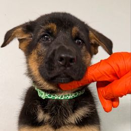 2nd pick female green collar - Black and tan female German Shepherd puppy in Hollis Center, Maine from Noble German Shepherds of Maine