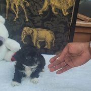 Shichon Puppies from Reynolds family