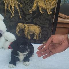 Shichon Puppies from Reynolds family