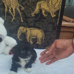 Shichon Puppies from Reynolds family