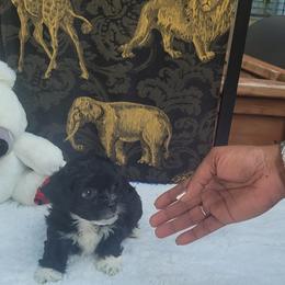 Shichon Puppies from Reynolds family