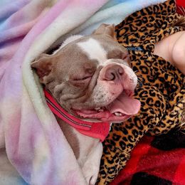 Lilah - Boston Terrier