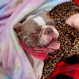 Lilah - Boston Terrier