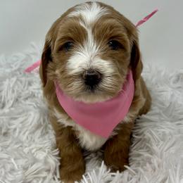 Rae's Pink Female - Apricot female Goldendoodle puppy in Great Falls, Montana from Montana Goldendoodles