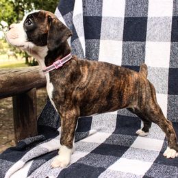 Boxer Puppies from Boxer Boulevard