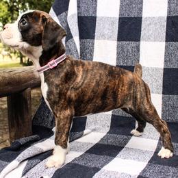 Boxer Puppies from Boxer Boulevard