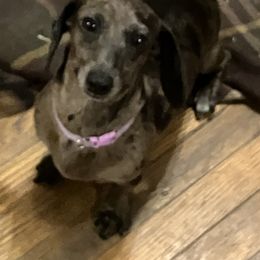 Sage - Dachshund