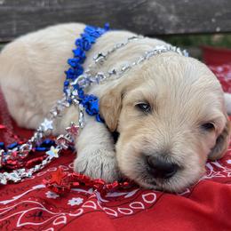 Sunny - Cream male Aussiedoodle puppy in Kings Mountain, North Carolina from Champion Farms Doodles