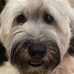 Aussiedoodles, Bernedoodles, Golden Aussiedoodles, Goldendoodles, Poodles, Soft Coated Wheaten Terriers, and Whoodles from Ruby Lane Doodles