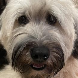 Aussiedoodles, Bernedoodles, Golden Aussiedoodles, Goldendoodles, Poodles, Soft Coated Wheaten Terriers, and Whoodles from Ruby Lane Doodles