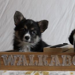 Pembroke Welsh Corgi Puppies from Walkabouts Corgis