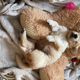 Golden Retriever Puppies from Bent Golden Retrievers
