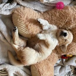 Golden Retriever Puppies from Bent Golden Retrievers