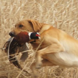 Hatchet - Labrador Retriever