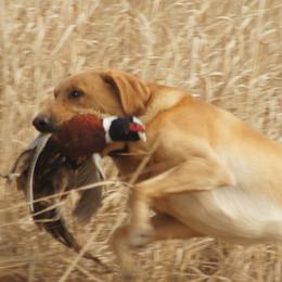 Hatchet - Labrador Retriever
