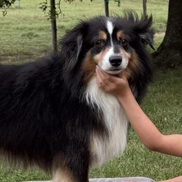 James - Miniature American Shepherd