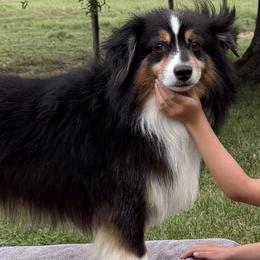 James - Miniature American Shepherd