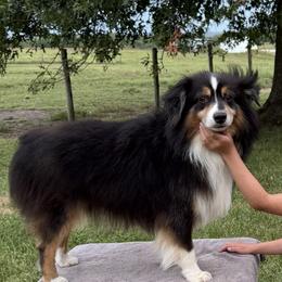 James - Miniature American Shepherd