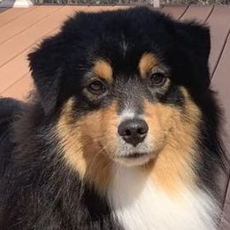 Miniature American Shepherds from Breton Sands