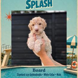 Board - Dallas TX - 4,000 - Cream male Goldendoodle puppy in Garland, Texas from Twilight Doodles