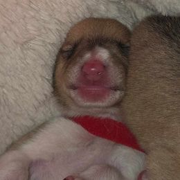 Boy 5 - male Collie puppy in Amherst, Virginia from Clearvu Kennels