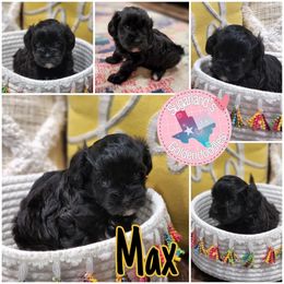Cavapoo, Goldendoodle, Poodle, and Shihpoo Puppies from Sugarland's Texas Goldendoodles