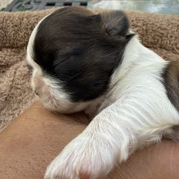 Frank - Gold and white male Shih Tzu puppy in West Palm Beach, Florida from Must Be Love