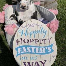 Great Dane Puppies from Guilty Pleasure Great Danes