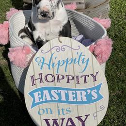 Great Dane Puppies from Guilty Pleasure Great Danes