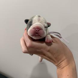 Daffodil - White and fawn female French Bulldog puppy in New Hampton, New Hampshire from Kismet French Bulldogs