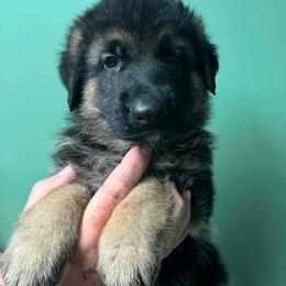 Balck collar - Black and red male German Shepherd puppy in Hancock, New Hampshire from Kysarah German Shepherds