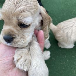 Cocker Spaniel Puppies from Palmtree Cockers
