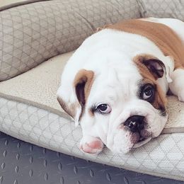 Bulldogs from Dawn Krowl's Bulldogs