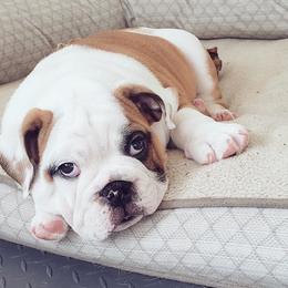 Bulldogs from Dawn Krowl's Bulldogs