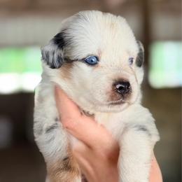 Benny ASD - Blue merle male Miniature Australian Shepherd puppy in Polk City, Florida from Skaky Shepherds