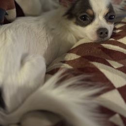 Molly - Chihuahua