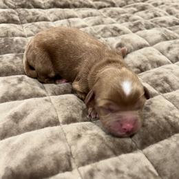 Delta - Red female Australian Labradoodle puppy in Denton, Texas from Dignity Labradoodles