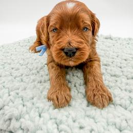 Haribo - Red  male Goldendoodle puppy in Sunman, Indiana from Brunsman Country Doodles LLC