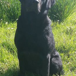 Labrador Retrievers from Blackacre Retrievers