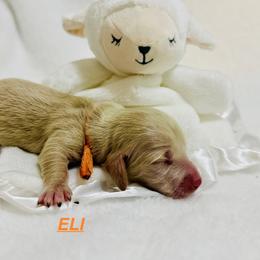 Eli - Cream male Dachshund puppy in Wichita Falls, Texas from Long Dogs in The Falls