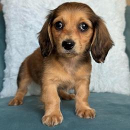 Skye AKC 3000 - Cream female Dachshund puppy in Krum, Texas from Tired Chef Dachshunds