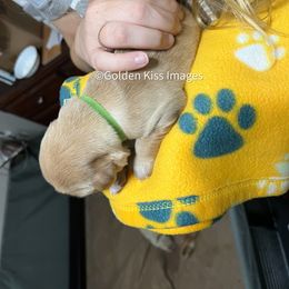 Golden Retriever Puppies from Golden Kiss Retrievers