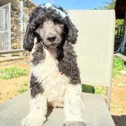 Honey - Parti female Poodle puppy in Meadowbrook, California from Standard Poodle Pups